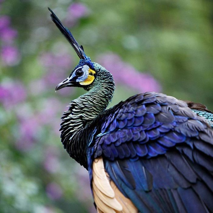 Peacock trail