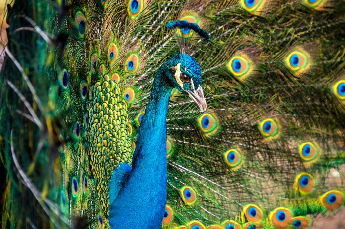 Peacock trail