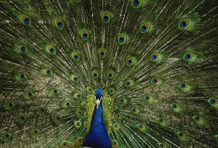 Peacock trail