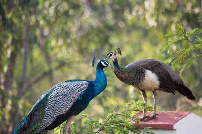 Peacock trail