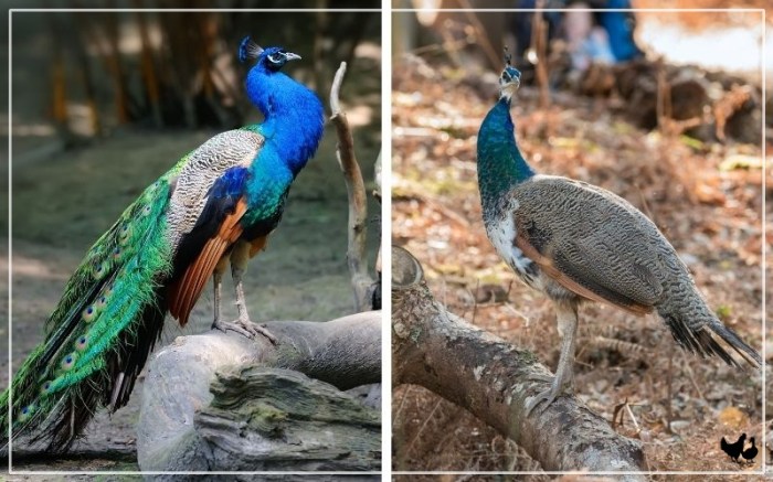 Peacock trail